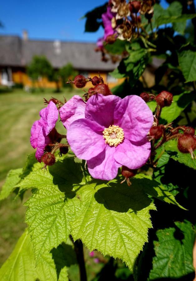 Palade Retrovisiit Meida Exteriör bild